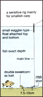 Float fishing shop for carp