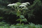 The return of the giant hogweed..!!